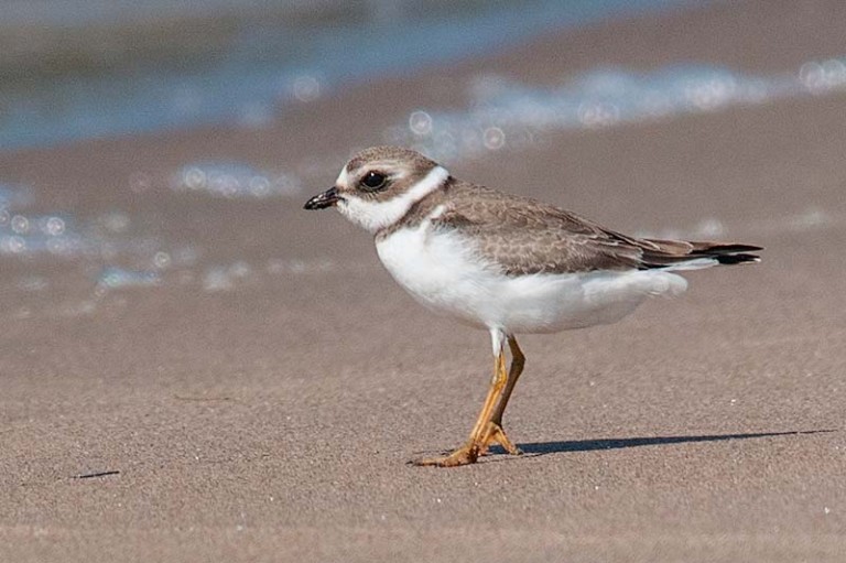 Birds of Nova Scotia - George McQuade Photography